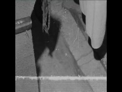 CAN 013 SICK ANIMALS RESCUED BY RESTAURANT OWNER IN COLOGNE Instructional Video