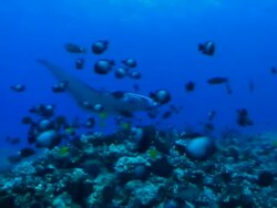Tropical fish Stock Footage