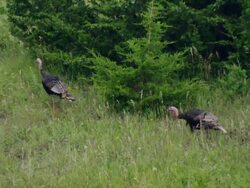 Wild turkey stroll through field Stock Footage