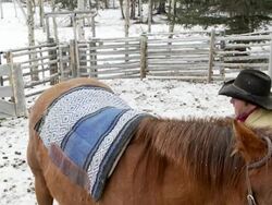 Cowboy saddles his horse Stock Footage