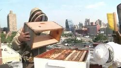 VOICED : Andrew Cote New Yorks master beekeeper News Clip