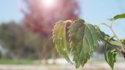 Trees (no subtitles) Instructional Video