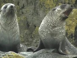 CU, Two immature southern fur seals (Arctocephalus gazella) on lichen covered rocks in rain, South Georgia Island, Falkland Islands, British overseas territory Stock Footage