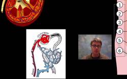 Organ Systems Instructional Video