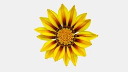 Sun Flower - Gazania blooming in a time lapse video on a white background. Alpha channel included. Stock Footage