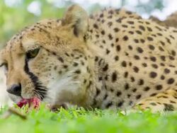 MS Feeding The Leopard Stock Footage