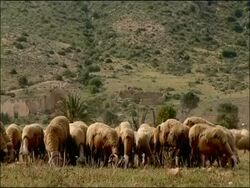 Sheep (Ovis aries) grazing, Cabo de Gata, Andalucia, Spain Stock Footage