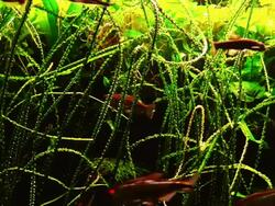 fish in large aquarium Stock Footage