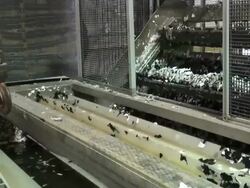 Recycle,  recycling, landfill, garbage, environment, waste, dump, trash Stock Footage