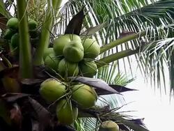 young coconut Stock Footage