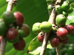 Fairtrade coffee beans at coffee-plantation in Ecuador Stock Footage