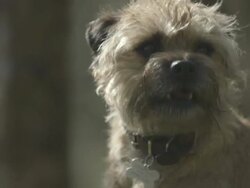 Close up Border Terrier face Stock Footage