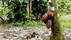 brown cacao from ecuador in the tree Stock Footage