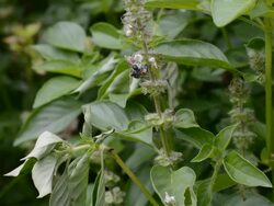 honey bee with head in the basil calyx Stock Footage