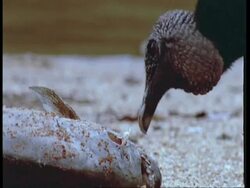 CU Black vulture eating washed up piranha, South America Stock Footage
