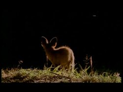 MS Backlit Bat-eared Fox (Otocyon megalotis) foraging in grass at night, Botswana Stock Footage