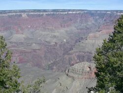 Grand Canyon view through trees Stock Footage