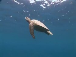 Green turtle (Chelonia mydas) swimming to surface and diving; needs colour correction, Sipadan, Malaysia, Borneo Stock Footage