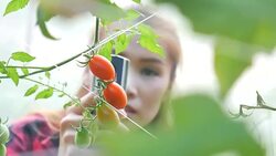 Quality control in tomatoes farm in the greenhouse Stock Footage