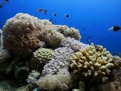 Coral And Fish Stock Footage