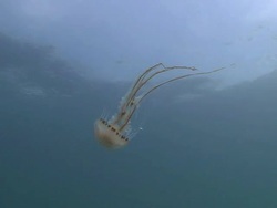 Compass Jellyfish Stock Footage
