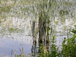 Dolly shot of swamp area, pond with reed, frogs Stock Footage