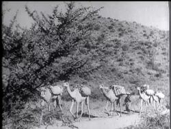 The surrender of Adowa and Aksum, reported by Eric Dunstan. News Clip