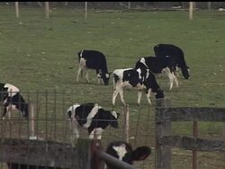For six years, farmer Greg Wiles has dumped milk from his cloned cow, Genesis, down the drain in compliance with a voluntary ban on food from cloned livestock. News Clip
