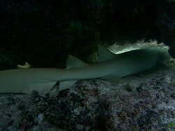 Tawny nurse shark, Nebrius ferrugineus, under rock outcrop, resting, head, Aldabra, Indian Ocean  Stock Footage