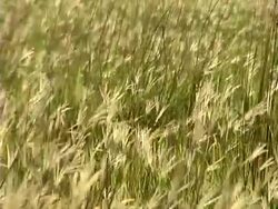 Golden Blowing Grass Stock Footage