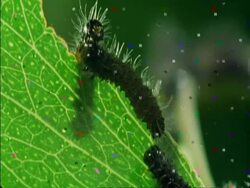CU Caterpillars crawling up side of leaf and eating, Botswana, Africa Stock Footage