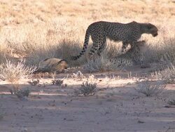 Cheetahs feeding on a killed Springbok Stock Footage
