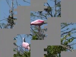 Two Spoonbills in a Tree Stock Footage