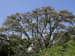 Egret's Nesting Stock Footage