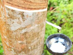 Rubber dripping from a rubber tree Stock Footage