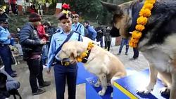 CLEAN : Nepalese police dogs mark Tihar News Clip
