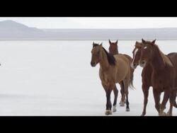 Slow motion of horses running. Stock Footage