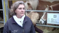Pet owners bring animals to church to be blessed on day of St Anthony Instructional Video