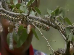 CU Caterpillars being picked off the tree, zoom in to ECU of Caterpillar, Botswana, Africa Stock Footage