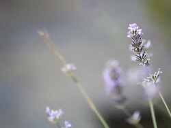 HD: Close up of violet Lavenders Flowers Stock Footage