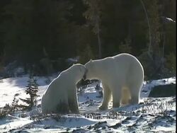 Polar bears (Ursus maritimus) play fighting in clearing in forest, near Churchill, Manitoba, Canada Stock Footage