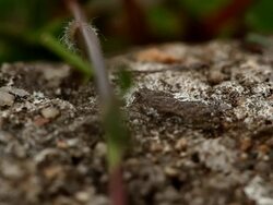 Ants 05 Stock Footage