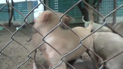 CLEAN : Dogged by lockdown loneliness, Indians adopt man's best friend News Clip