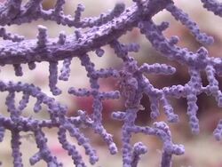Pygmy Seahorse (Hippocampus bargibanti) Stock Footage