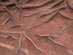 Twisted tree roots Stock Footage
