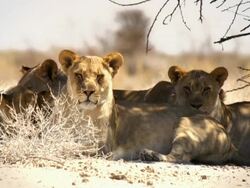 Lions lying in the shade of a tree Stock Footage