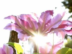HD DOLLY: Sun Backlit Temperate Flower Stock Footage