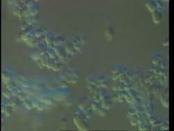 CU microscopic view of bacteria, time lapse Stock Footage