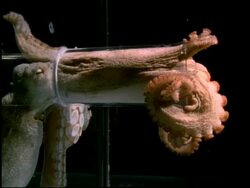 Giant octopus squeezes through plastic tube which is 1/10th size of its body, short sequence Stock Footage