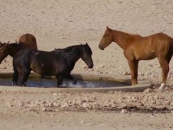 Wild Horses of Namibia splashing in the water Stock Footage